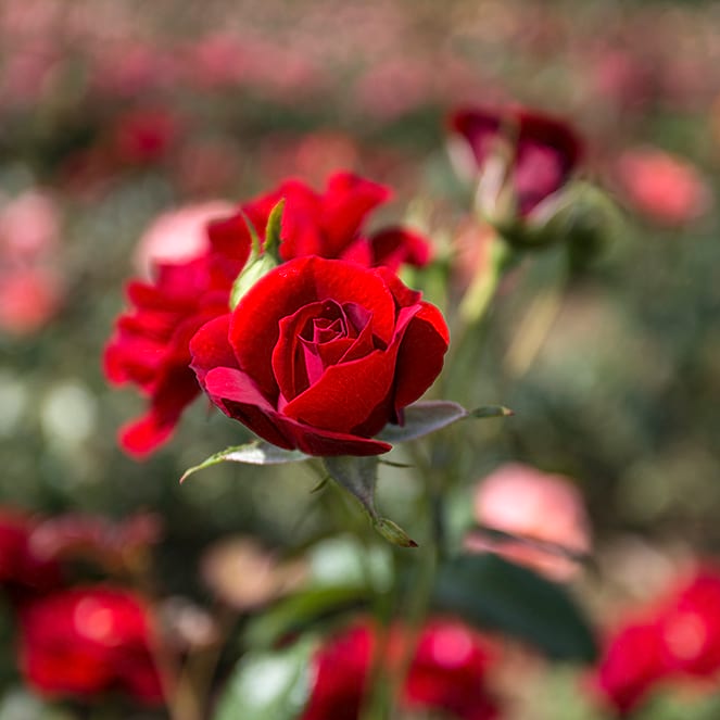 Abendglut-rose-garden-red-monteagrodlm