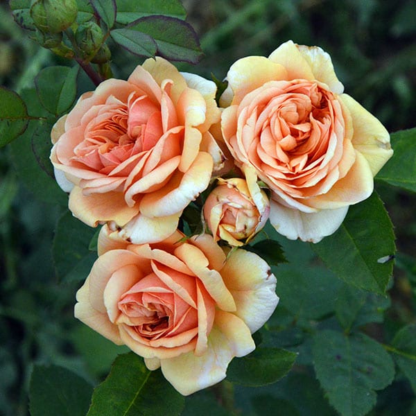 Abraham-derby-garden-rose-monteagro