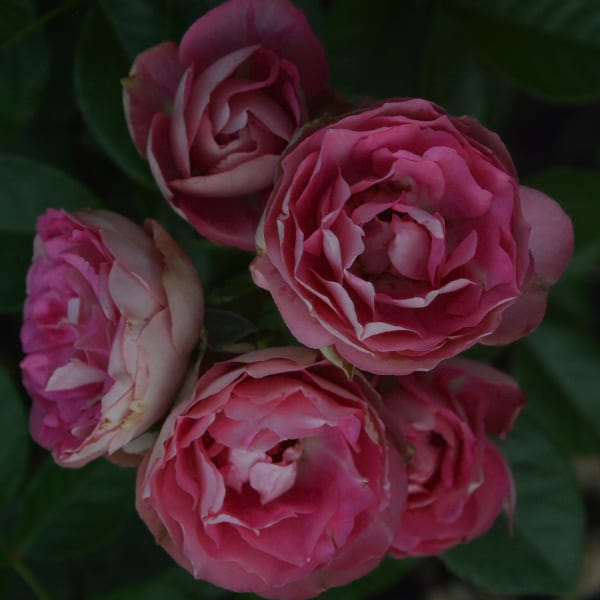 Acropolis-garden-rose-plant-monteagrodlm