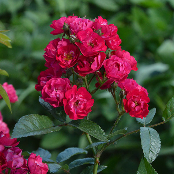 Alberich-garden-plant-rose