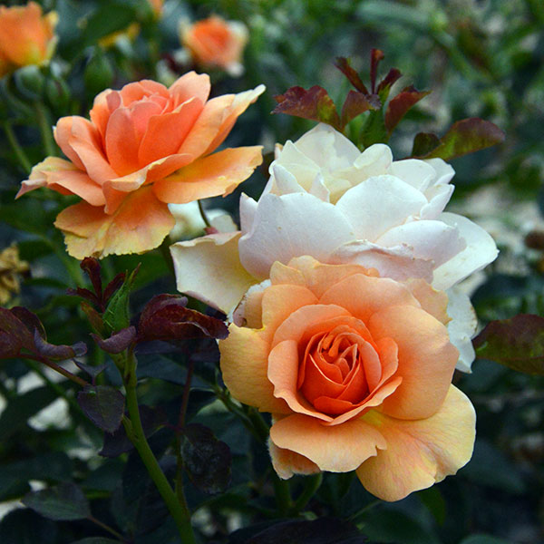 apricot-alison-rose-monteagroroses