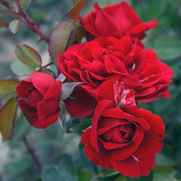 Amadeus-garden-flower-red-rose