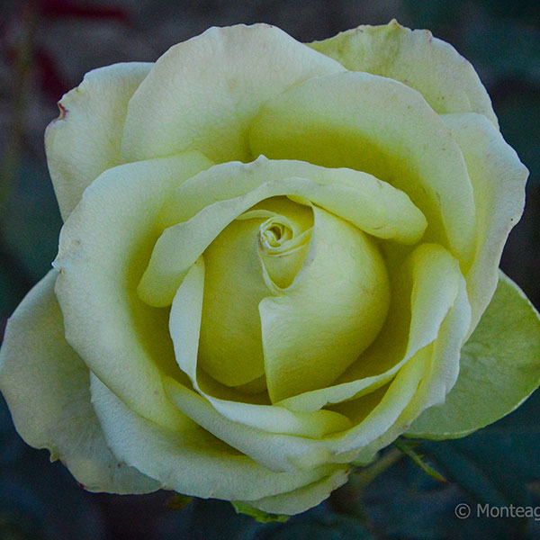 Amandine-rose-plant-garden-monteagoroses