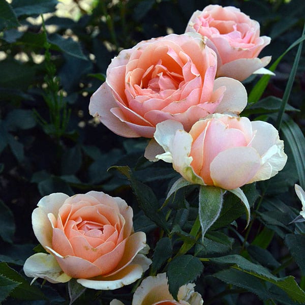 amber-queen-garden-rose-apricot-monteagrodlm