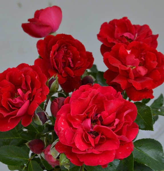 Amor-red-rose-garden-monteagro
