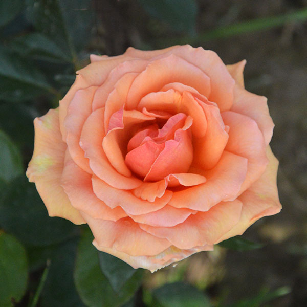 ashram-garden-rose-apricot-monteagro