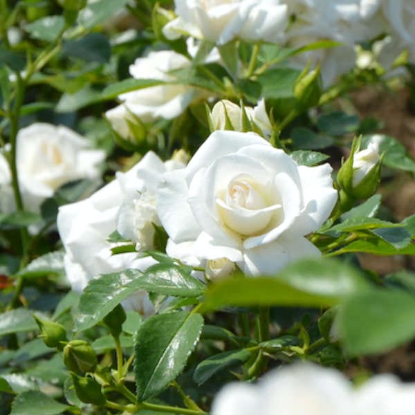 aspirin-garden-flower-rose-monteagrodlm