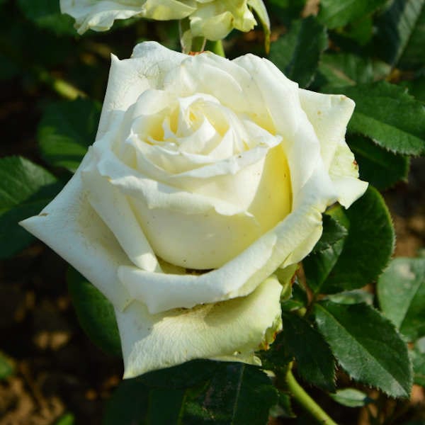 avalanche-garden-rose-plant-monteagroroses