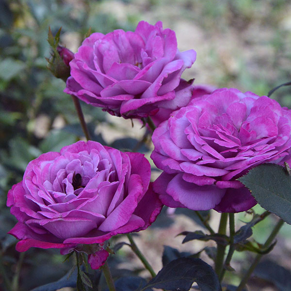 blue-river-rose-garden-monteagrodlm
