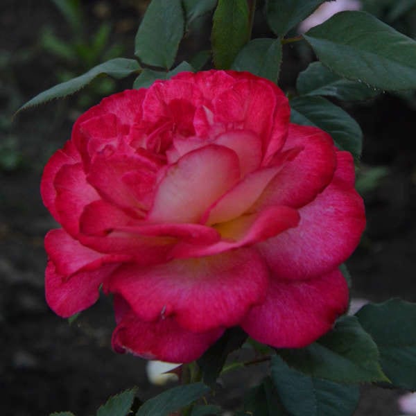 Bolchoi-garden-rose-plant-monteagrodlm