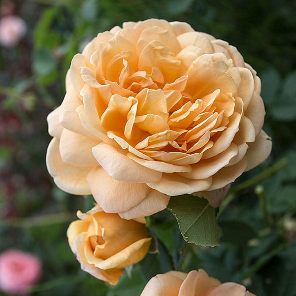 Crown-Princess-Margareta-English-garden-rose-monteagrodlm