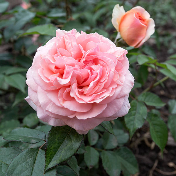 Chippendale garden rose