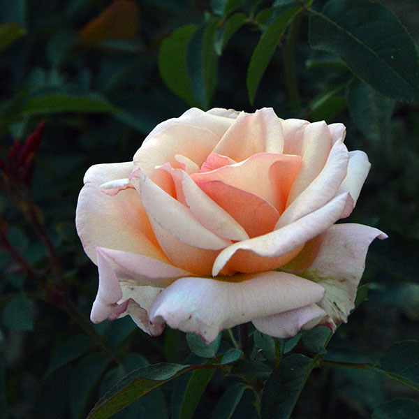 Compasion-garden-rose