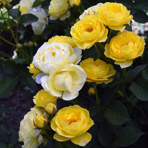 Garden-rose-yellow-monteagrodlm
