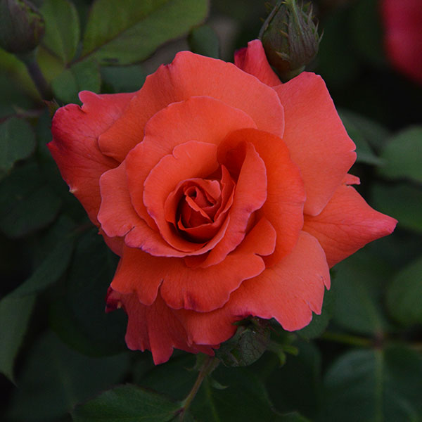 garden-rose-monteagrodlm