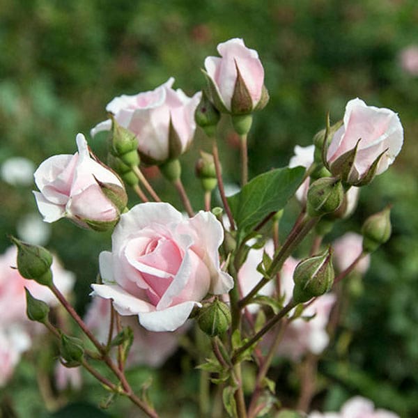 Diadem-magenta-rose-flower-plant-monteagro