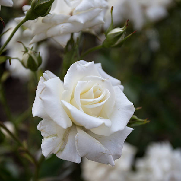 Diadem-White-garden-rose