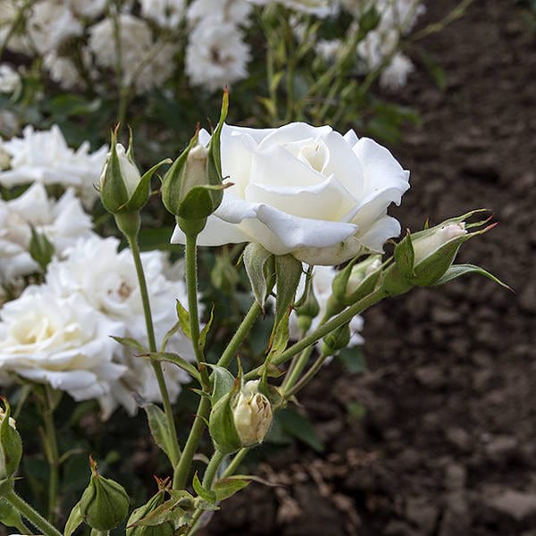 Diadem White rose