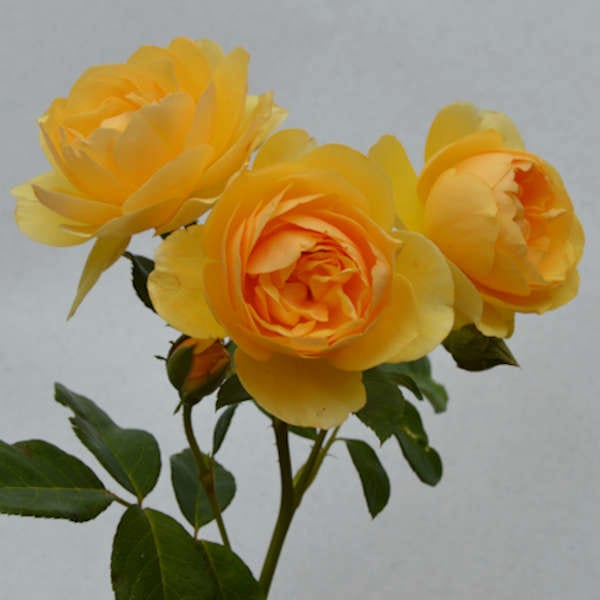 Dorola-garden-rose-monteagrodlm