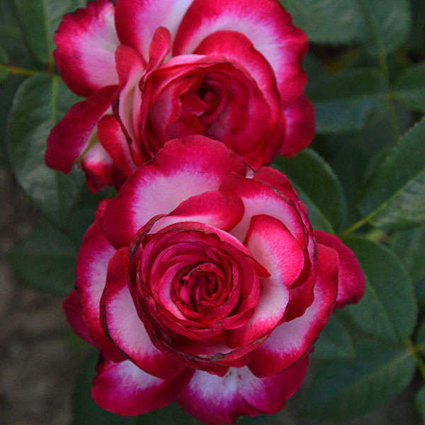 fair-lady-flower-rose-garden-monteagrodlm