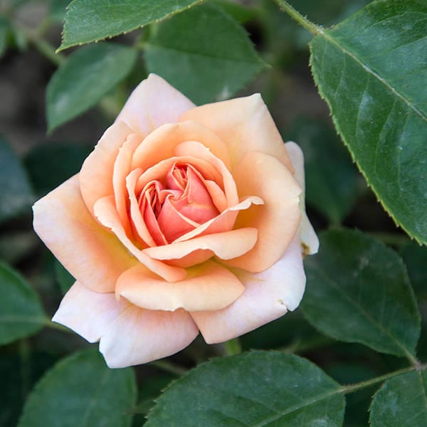Favourite Hit garden rose