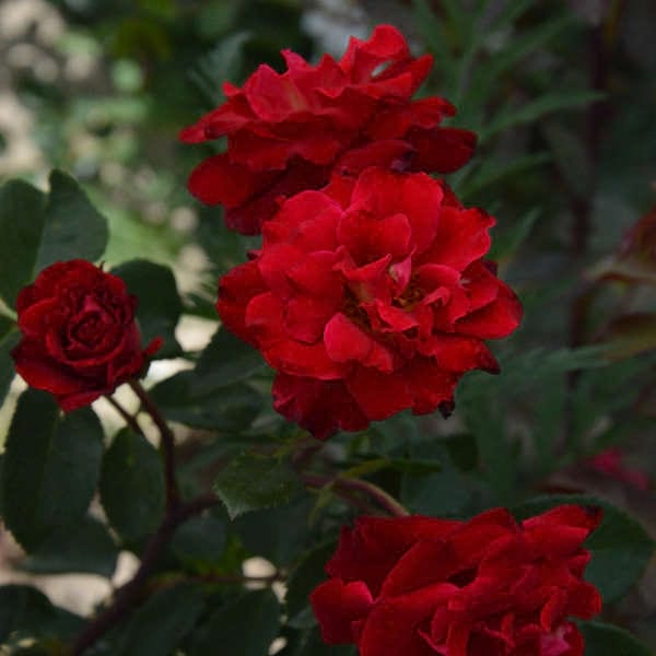 Fontaine-garden-rose-plant-monteagroroses