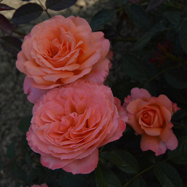 Geisha-rose-plant-garden-monteagroroses