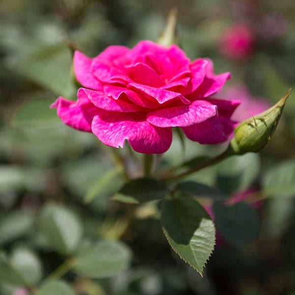 Gloriana-garden-rose-plant-monteagroroses