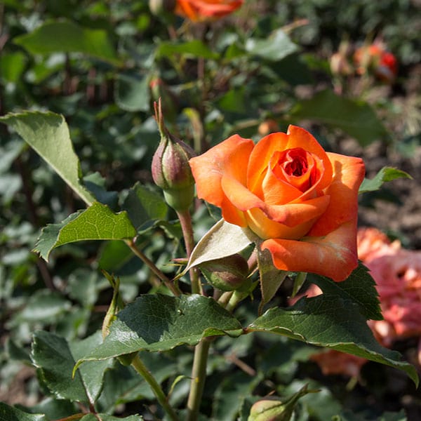 jana-rose-flower-garden-monteagro