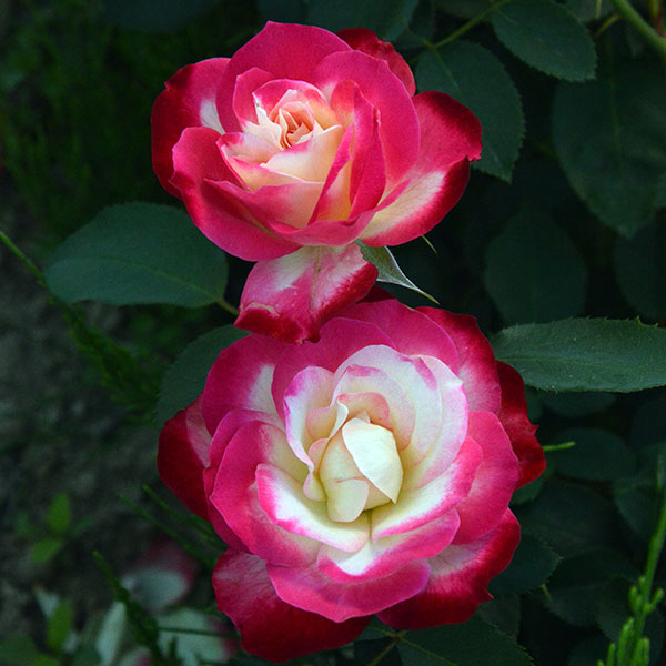 garden-rose-flower-monteagrodlm
