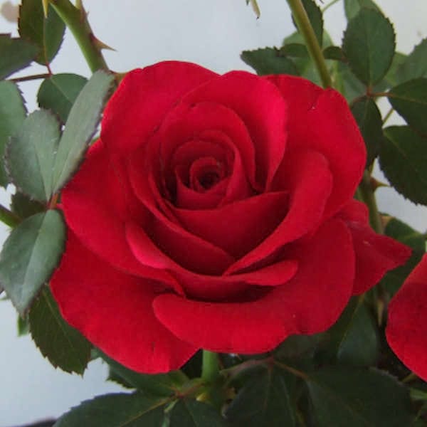 Kardinal-rose-garden-flower-monteagro