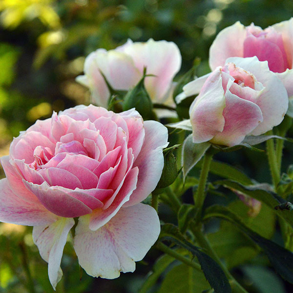 Kir-Royal-rose-garden-flower-monteagroroses