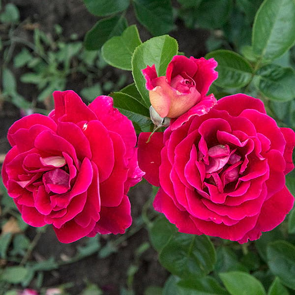 kronenbourg-garden-rose-flower-monteagroroses