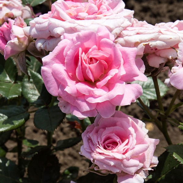 Lady-Meiandina-rose-plant-garden-monteagroroses