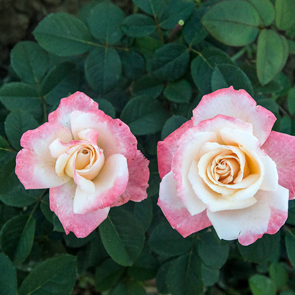 Laetitia-Casta-garden-rose