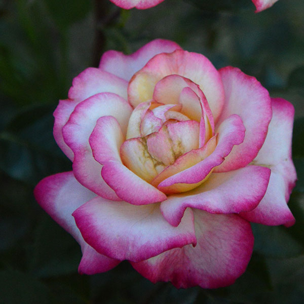 laminuette-garden-rose-monteagrodlm