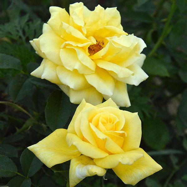landora-rose-flower-garden-monteagrodlm