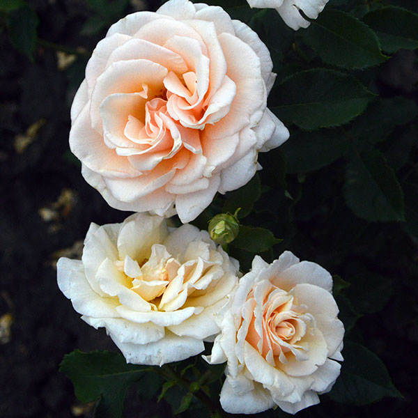 Laura-gardenrose-flower-monteagroroses