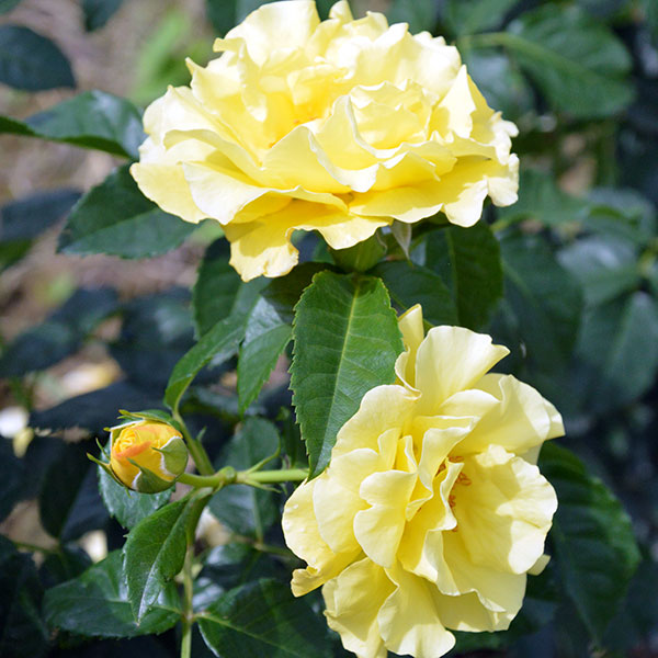 lucia-rose-garden-monteagroroses