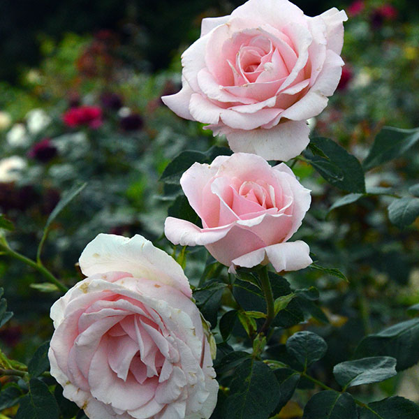 Marchenkonigin-rose-garden-flower
