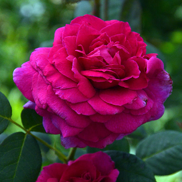 Maria-callas-garden-rose-monteagroroses