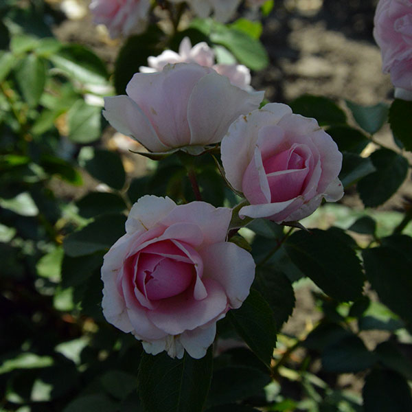 Mariatheresia garden rose