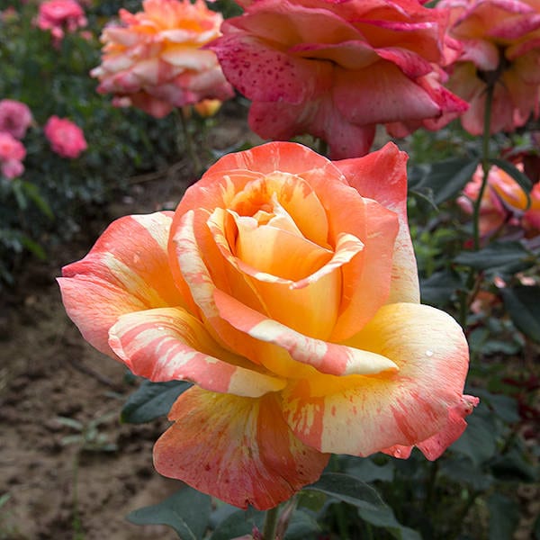 Marvelle-garden-rose-monteagro