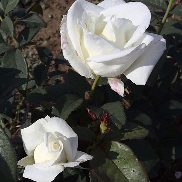 metropolitan-garden-rose-monteagrodlm