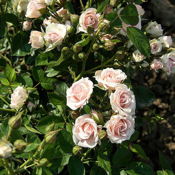 Mini Eden garden rose monteagrodlm