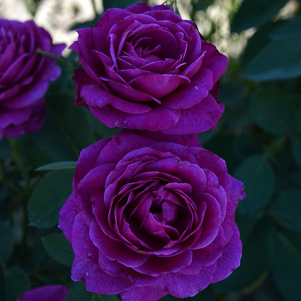 Old-port-english-garden-rose-monteagroroses