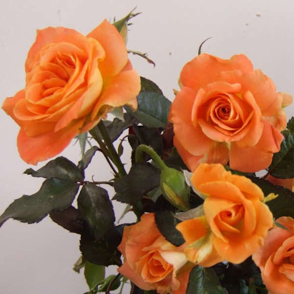 Orange-senta-garden-rose-monteagro
