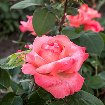 Panthere Rose