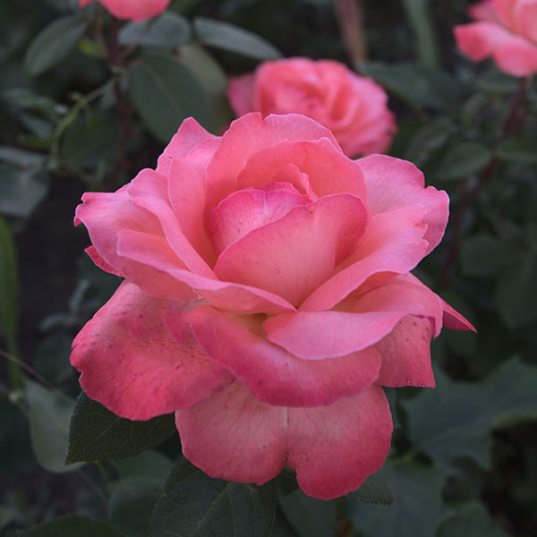 Panthere-rose-garden-monteagrodlm
