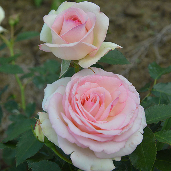 Pierre-de-ronsard-garden-flower-plant-rose